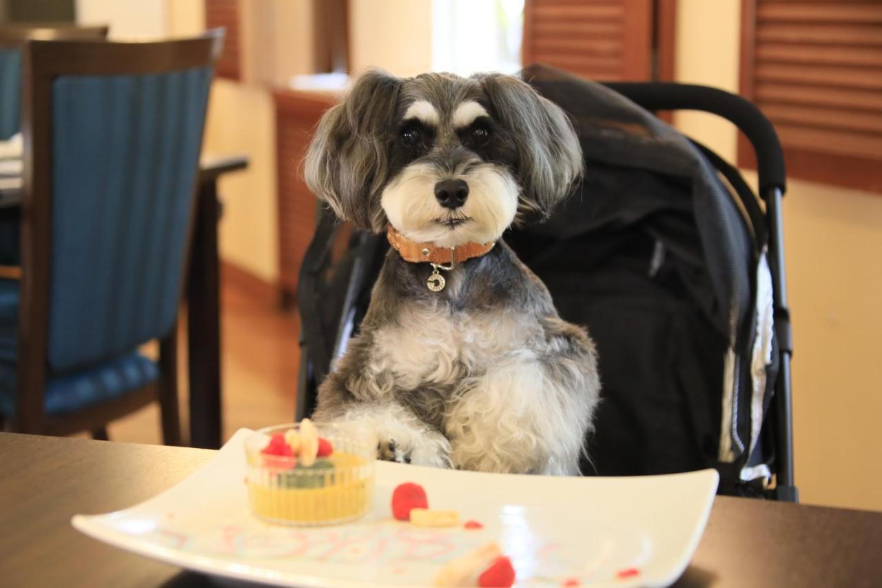 צ'ינו Yutorelo Tateshina Hotel With Dogs מראה חיצוני תמונה